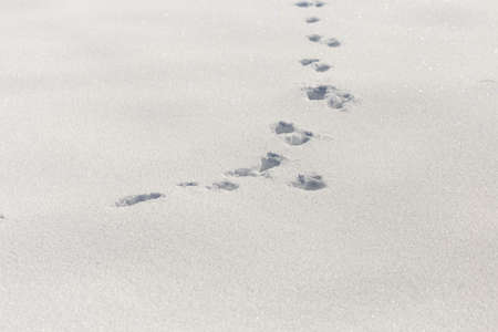 dog tracks on snow backgroundの写真素材