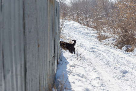winter, dogs in natureの写真素材