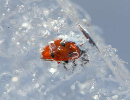frozen ladybug on iceの写真素材