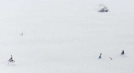 dry grass on snow backgroundの写真素材
