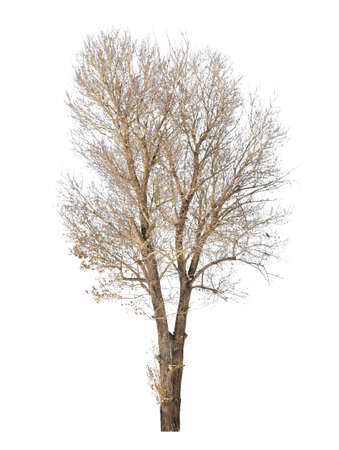 bare tree on white backgroundの写真素材