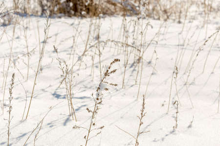 dry grass on snow backgroundの写真素材