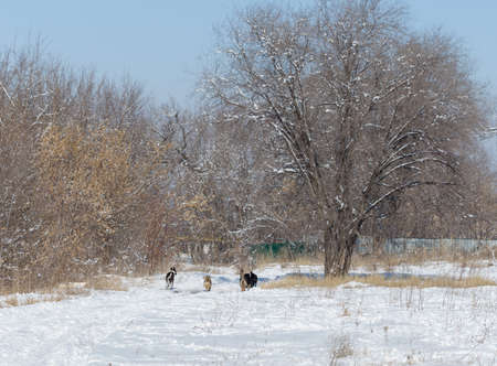 winter, dogs in natureの写真素材