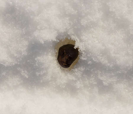 sheep shit in the snowの写真素材