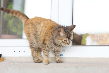 Cute cat sitting on the windowsillの写真素材