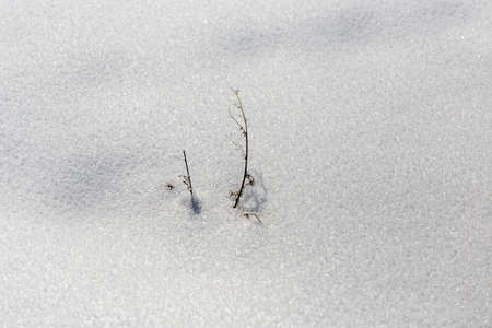 dry grass on snow backgroundの写真素材