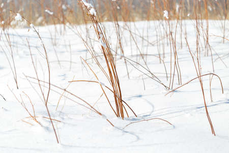 dry grass on snow backgroundの写真素材