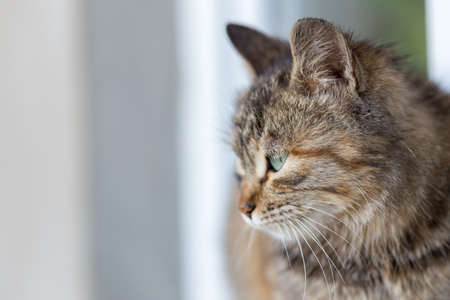 Cute cat sitting on the windowsillの写真素材