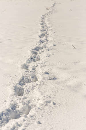 horse tracks on snow backgroundの写真素材