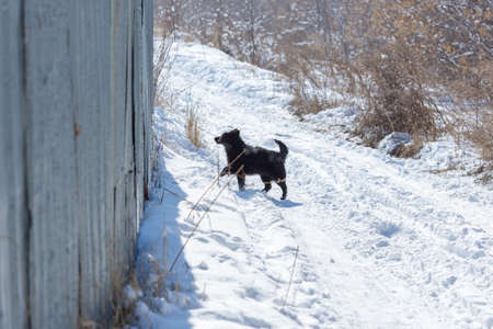 winter, dogs in natureの写真素材