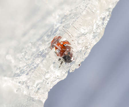 frozen ladybug on iceの写真素材