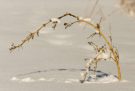 dry grass on snow backgroundの写真素材