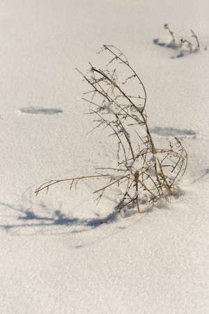dry grass on snow backgroundの写真素材