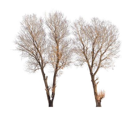 bare tree on white backgroundの写真素材