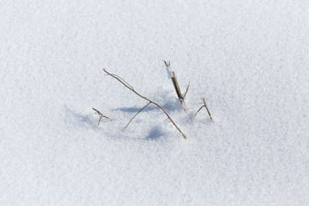 dry grass on snow backgroundの写真素材