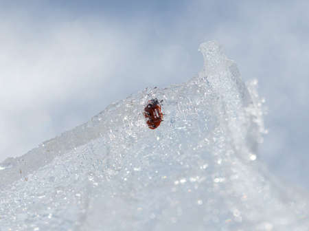 frozen ladybug on iceの写真素材