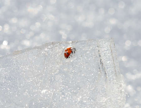 frozen ladybug on iceの写真素材