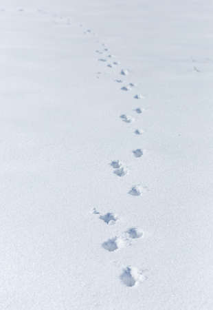 dog tracks on snow backgroundの写真素材