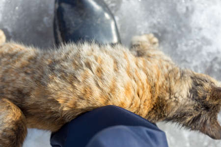 Kitten at feet on ground backgroundの写真素材