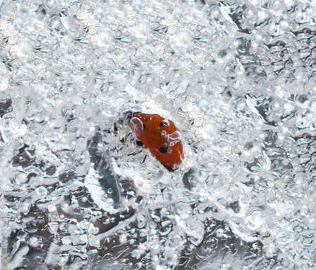 frozen ladybug on iceの写真素材