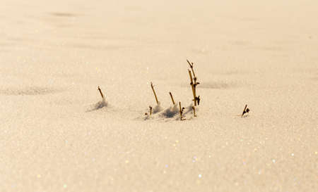 dry grass on snow backgroundの写真素材