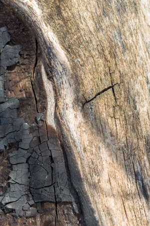 Details on the surface of charcoalの写真素材