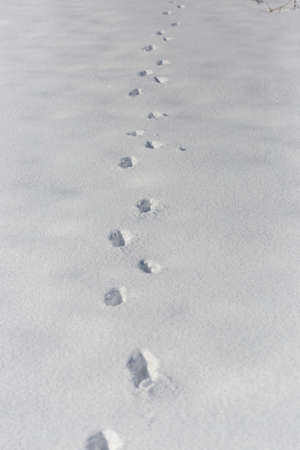 dog tracks on snow backgroundの写真素材