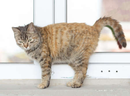 Cute cat sitting on the windowsillの写真素材