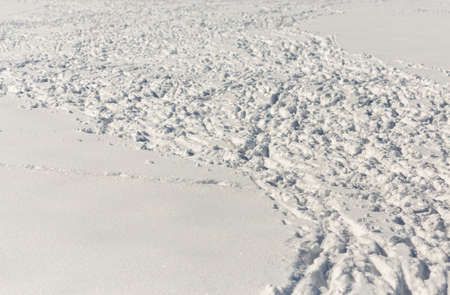 many tracks of flocks of sheep in the snowの写真素材