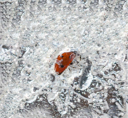frozen ladybug on iceの写真素材