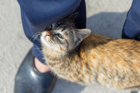 Kitten at feet on ground backgroundの写真素材