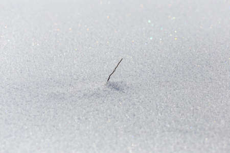 dry grass on snow backgroundの写真素材