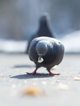 pigeons eat food