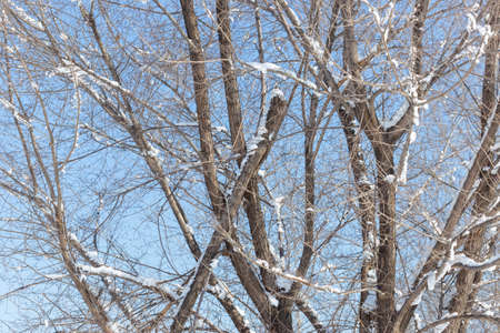 Winter landscape with snowの写真素材