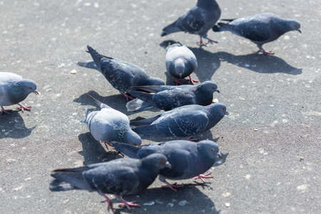 Many pigeons are eating foodの写真素材