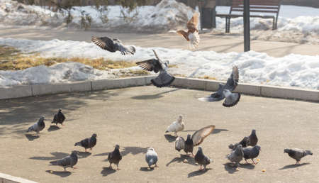 Many pigeons are eating foodの写真素材