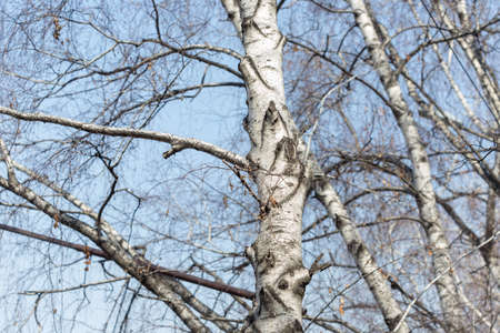 Trunks and branches of birches with white birch bark in a birch grove against the blue skyの写真素材