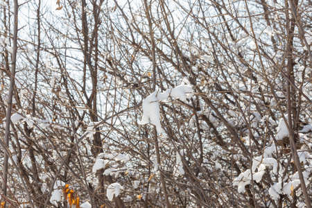 Winter landscape with snowの写真素材