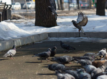 Many pigeons are eating foodの写真素材