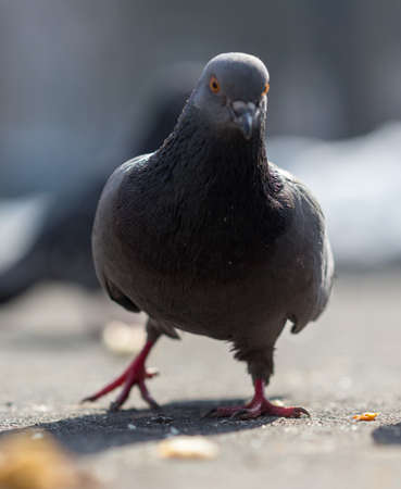 pigeons eat food