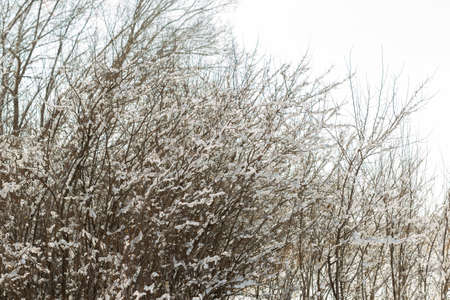 Winter landscape with snow