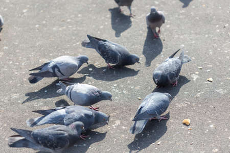 Many pigeons are eating foodの写真素材