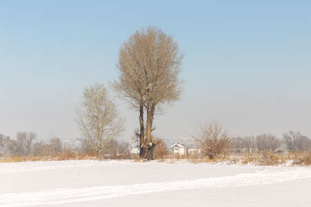 Freestanding tree in winterの写真素材
