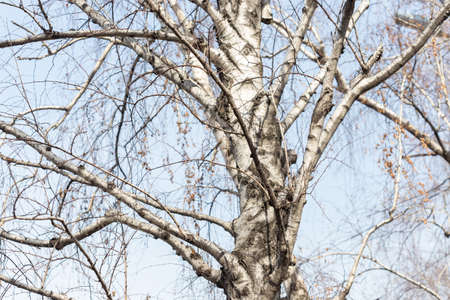 Trunks and branches of birches with white birch bark in a birch grove against the blue skyの写真素材