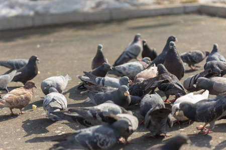 Many pigeons are eating foodの写真素材