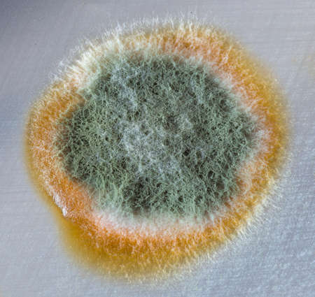 mold grows in a drop of remaining beerの写真素材
