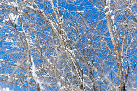 snow on a tree branch against the skyの写真素材