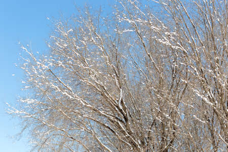 Winter landscape with snowの写真素材