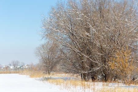 Winter landscape with snowの写真素材