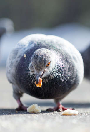 Many pigeons are eating foodの写真素材